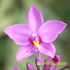 Jaipur Orchids