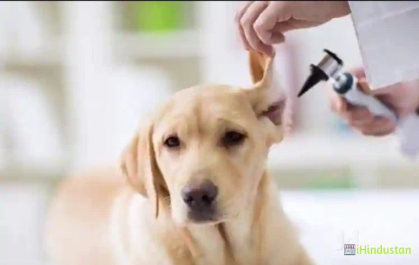 Pet Care & Dog Clinic