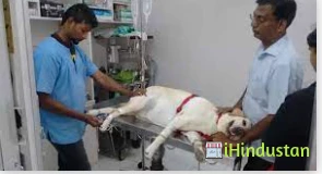 Veterinary Dr.Raman nayak
